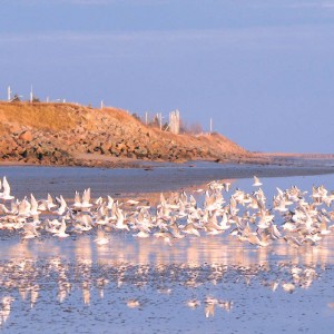 Parc nature de Pointe-aux-Outardes-Edward Brotherton-cote nord